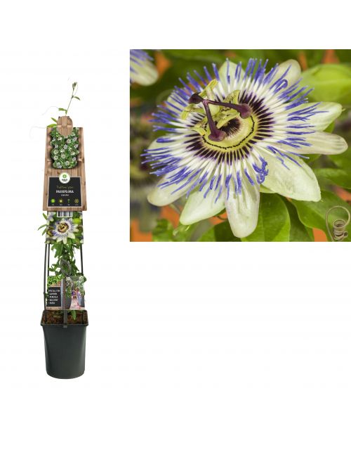 Klimplant Passiflora Caerulea 120 cm