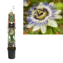 Klimplant Passiflora Caerulea 120 cm
