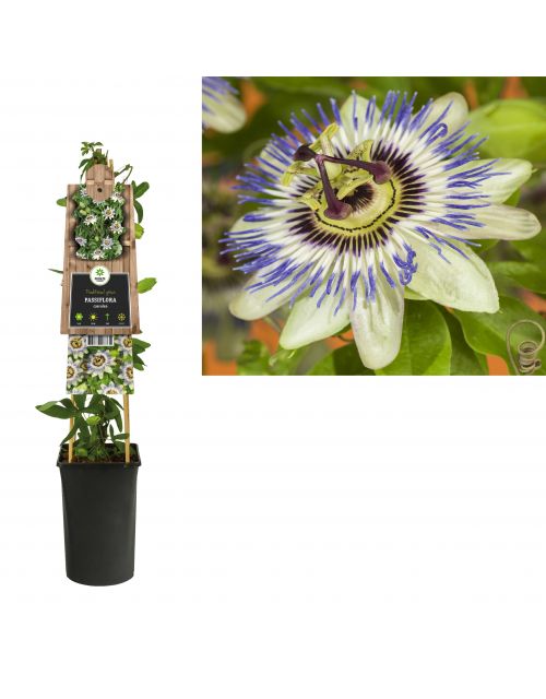 Klimplant Passiflora caerulea 75 cm