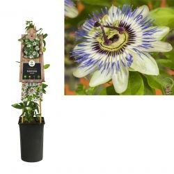 Klimplant Passiflora caerulea 75 cm