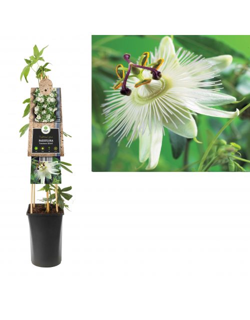 Klimplant Passiflora Constance Elliott  75 cm