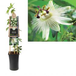 Klimplant Passiflora Constance Elliott  75 cm