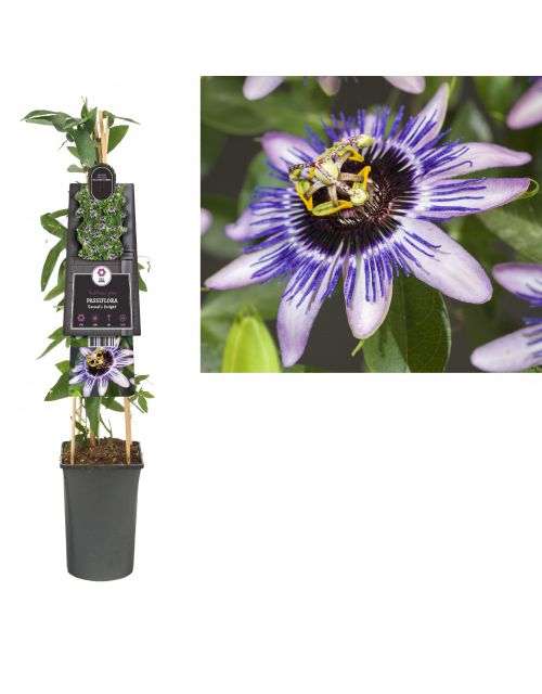 Klimplant Passiflora Damsel s Delight  75 cm