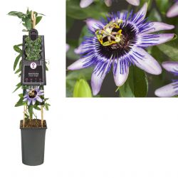 Klimplant Passiflora Damsel s Delight  75 cm