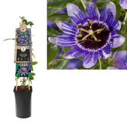 Klimplant Passiflora Purple Haze  75 cm