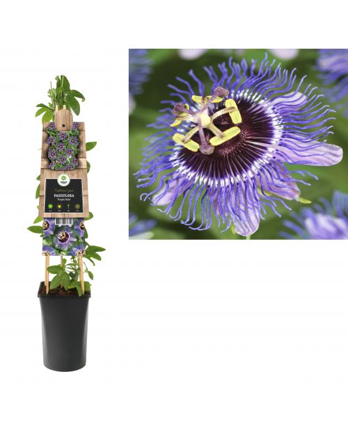 Klimplant Passiflora Purple Rain  75 cm