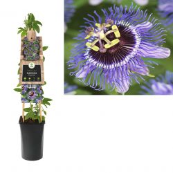 Klimplant Passiflora Purple Rain  75 cm