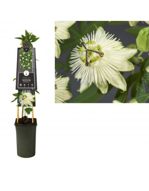 Klimplant Passiflora Snow Queen  PBR 75 cm