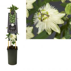 Klimplant Passiflora Snow Queen  PBR 75 cm