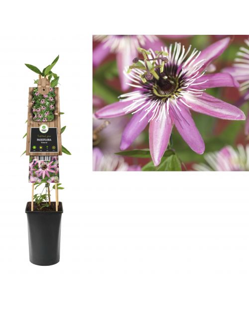 Klimplant Passiflora Victoria  75 cm