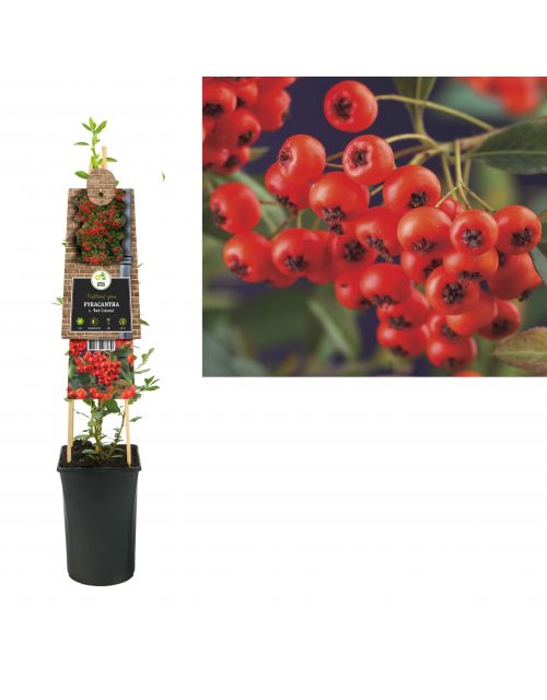 Klimplant Pyracantha c.  Red Column  75 cm