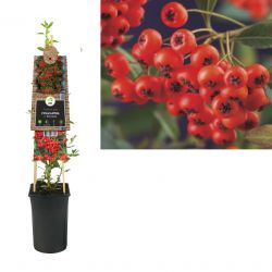 Klimplant Pyracantha c.  Red Column  75 cm