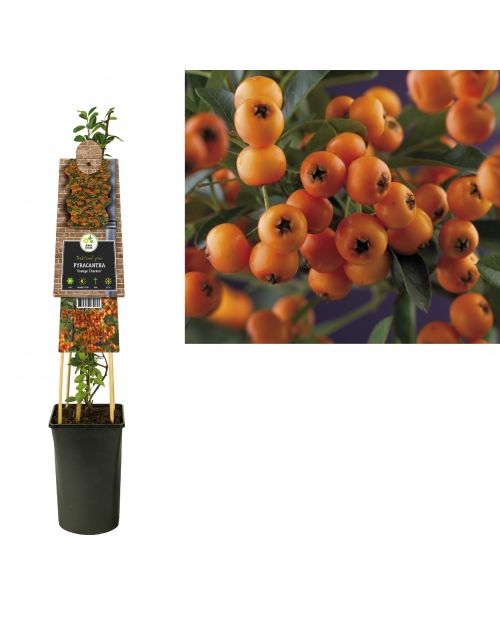 Klimplant Pyracantha Golden Charmer  75 cm