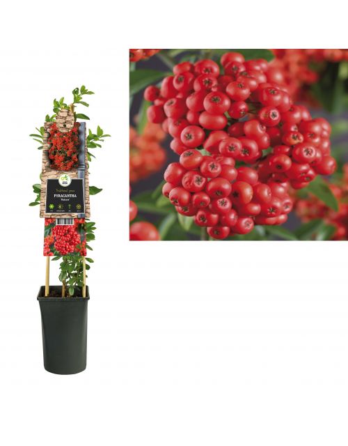 Klimplant Pyracantha Mohave  75 cm