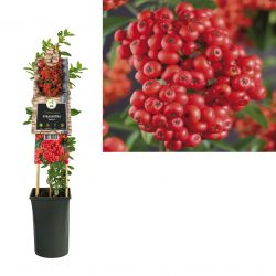 Klimplant Pyracantha Mohave  75 cm