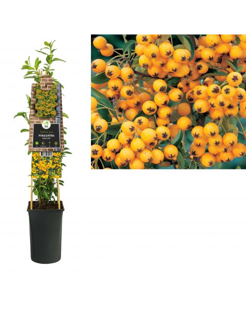 Klimplant Pyracantha Soleil d Or  75 cm