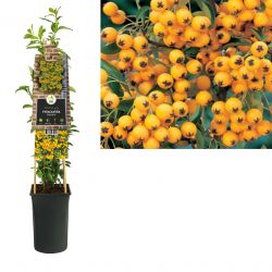 Klimplant Pyracantha Soleil d Or  75 cm