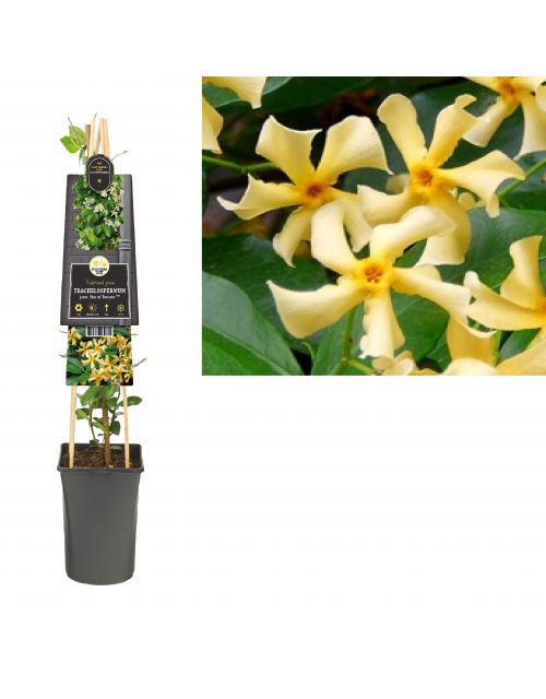 Klimplant Trachelospermum jasm.  Star of Toscane  PBR 75 cm