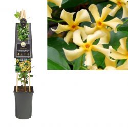 Klimplant Trachelospermum jasm.  Star of Toscane  PBR 75 cm