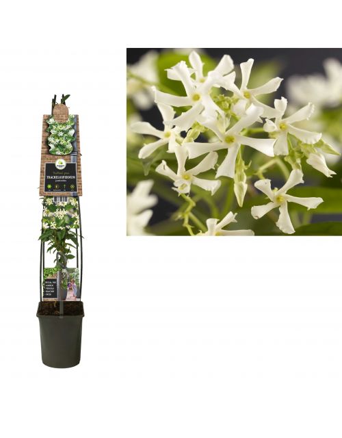 Klimplant Trachelospermum jasminoides 120 cm