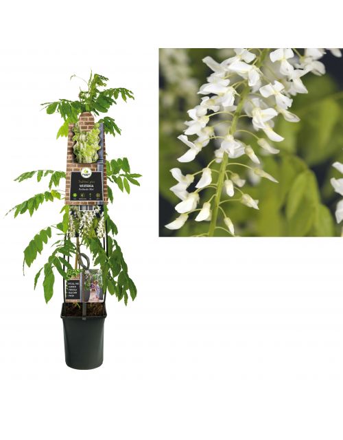 Klimplant Wisteria floribunda  Alba  120 cm