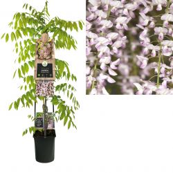 Klimplant Wisteria floribunda  Rosea  120 cm