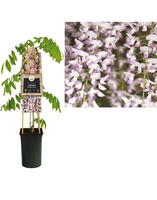 Klimplant Wisteria floribunda  Rosea  75 cm