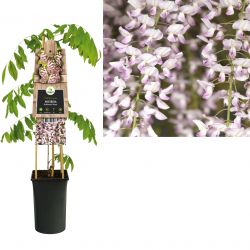 Klimplant Wisteria floribunda  Rosea  75 cm