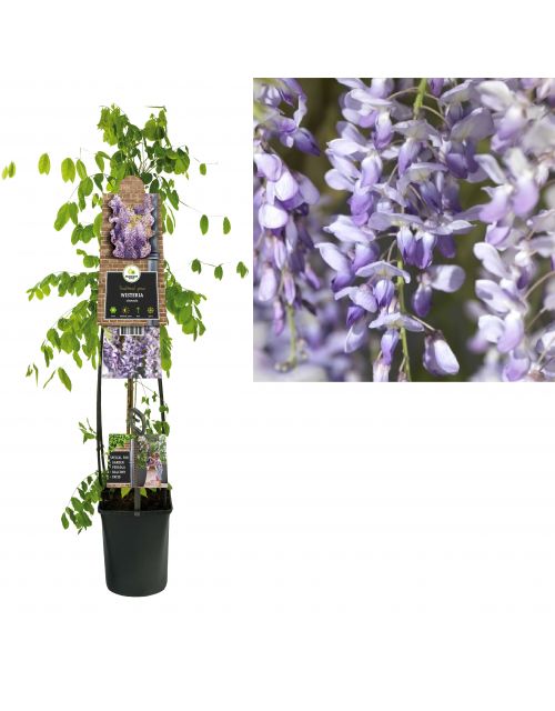 Klimplant Wisteria sinensis 120 cm