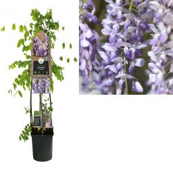 Klimplant Wisteria sinensis 120 cm