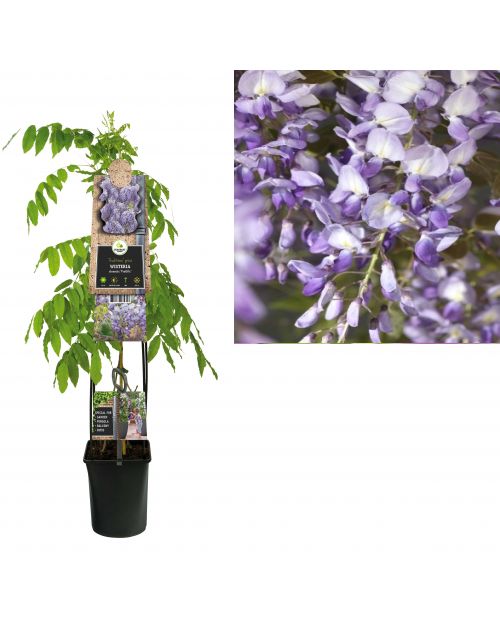 Klimplant Wisteria sinensis  Prolific  120 cm