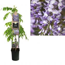 Klimplant Wisteria sinensis  Prolific  120 cm