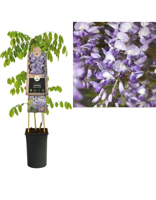 Klimplant Wisteria sinensis  Prolific  75 cm