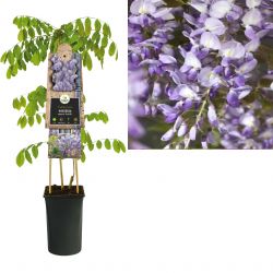 Klimplant Wisteria sinensis  Prolific  75 cm