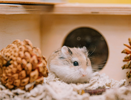 Knaagdier accessoires