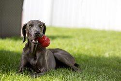 KONG HOND CLASSIC RUBBER ROOD EXTRA LARGE - afbeelding 1