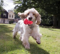 KONG HOND CLASSIC RUBBER ROOD LARGE - afbeelding 4