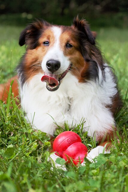 KONG HOND CLASSIC RUBBER ROOD MEDIUM - afbeelding 1