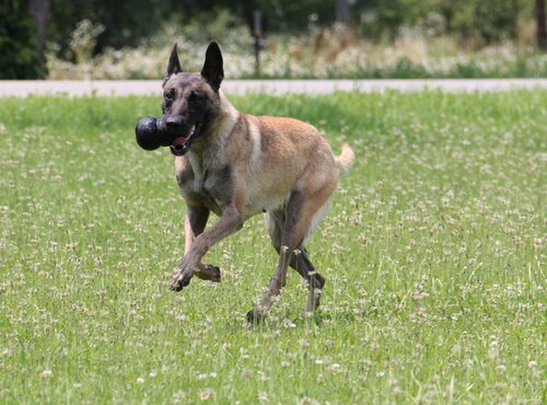 KONG HOND EXTREME RUBBER ZWART LARGE - afbeelding 1