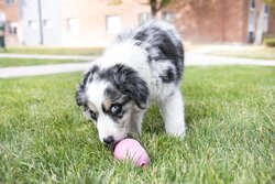 KONG HOND PUPPY LARGE   ROZE - afbeelding 4