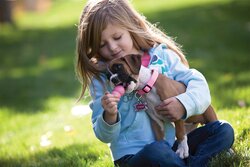 KONG HOND PUPPY LARGE   ROZE - afbeelding 2