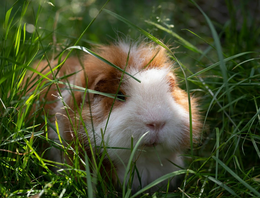Konijn & Knaagdieren