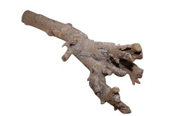 Kuwa wortel d25-30cm naturel