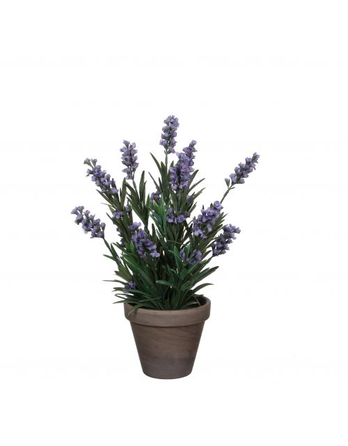 Lavendel blauw in pot Stan grijs d11,5cm - h33xd20cm