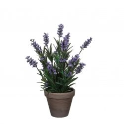 Lavendel blauw in pot Stan grijs d11,5cm - h33xd20cm