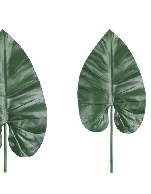 PTMD Leaves Plant Green banana leaf