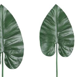 PTMD Leaves Plant Green banana leaf