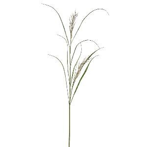 PTMD Leaves Plant Green Beige phalaris grass spray
