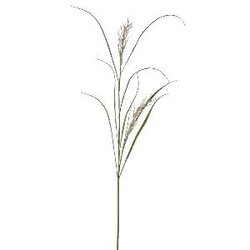 PTMD Leaves Plant Green Beige phalaris grass spray