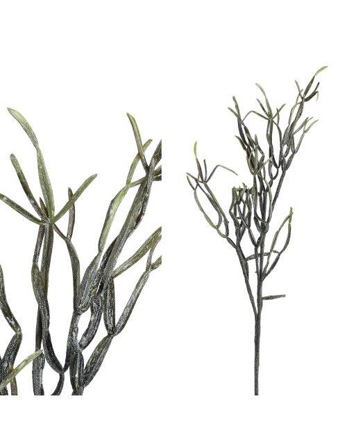 PTMD Leaves Plant Green chonemorpha bush